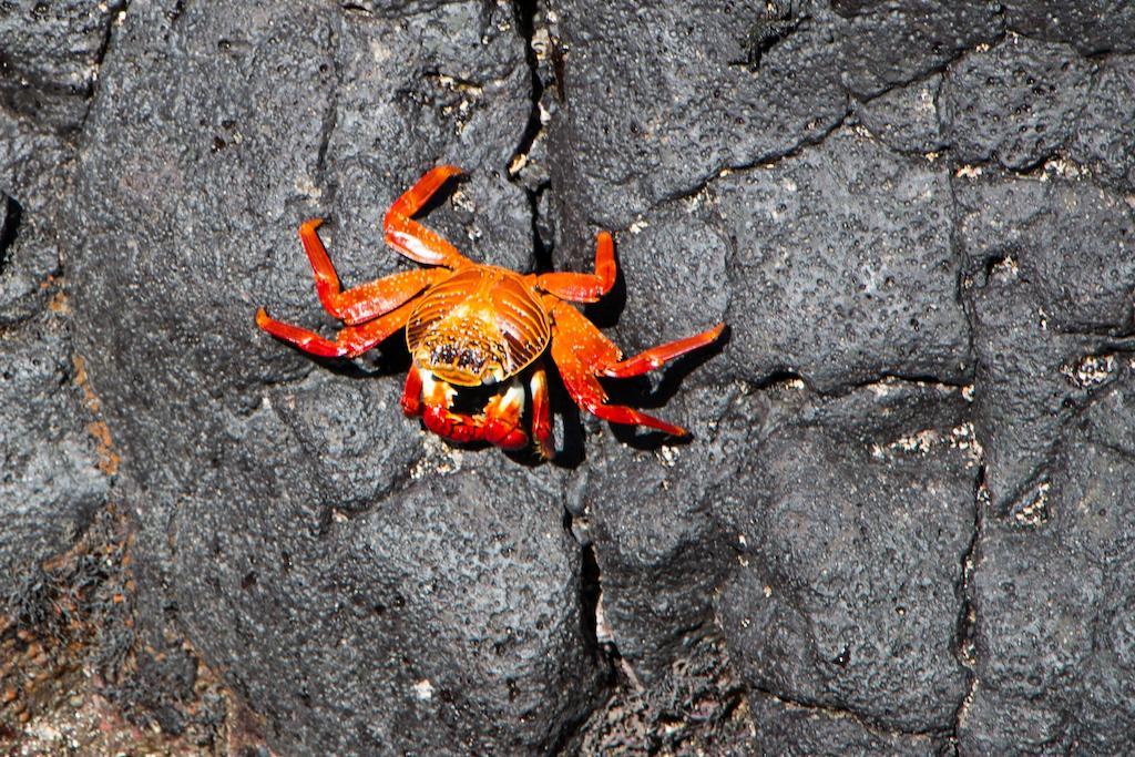 Chez Manany Galapagos Ecolodge Puerto Villamil Esterno foto