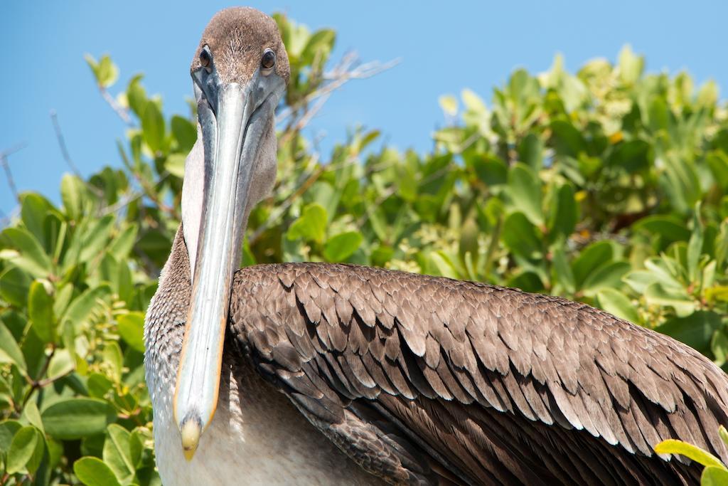 Chez Manany Galapagos Ecolodge Puerto Villamil Esterno foto